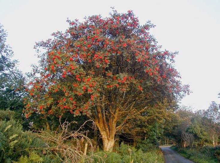 Sorbo, albero