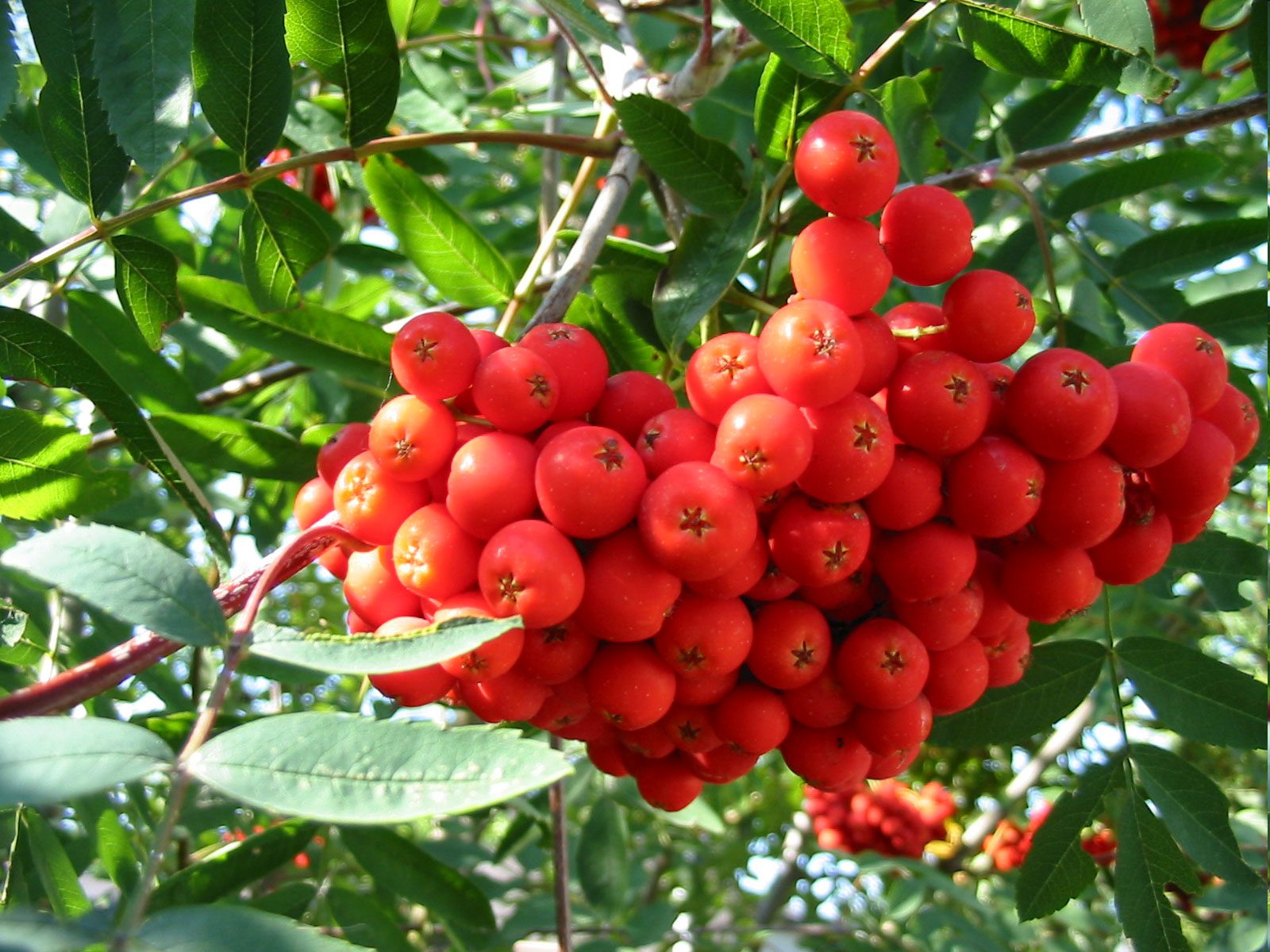 Sorbo, frutti